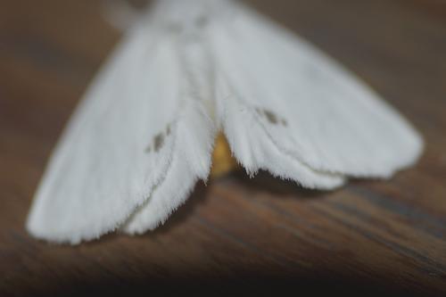 Euproctis similis